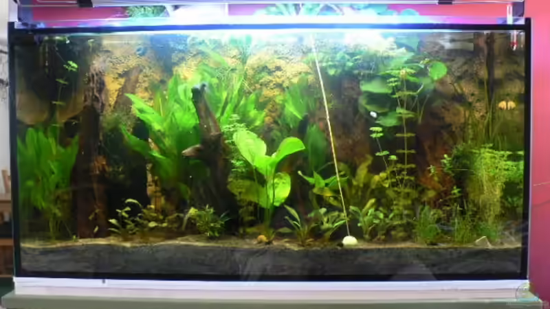 6 weeks later von Zapfenmanderl (5)