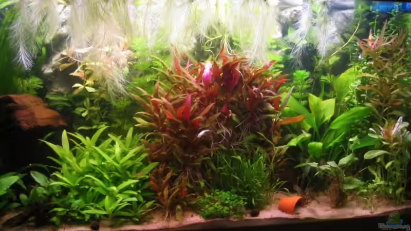 6 Wochen :o) von MikBa (3)