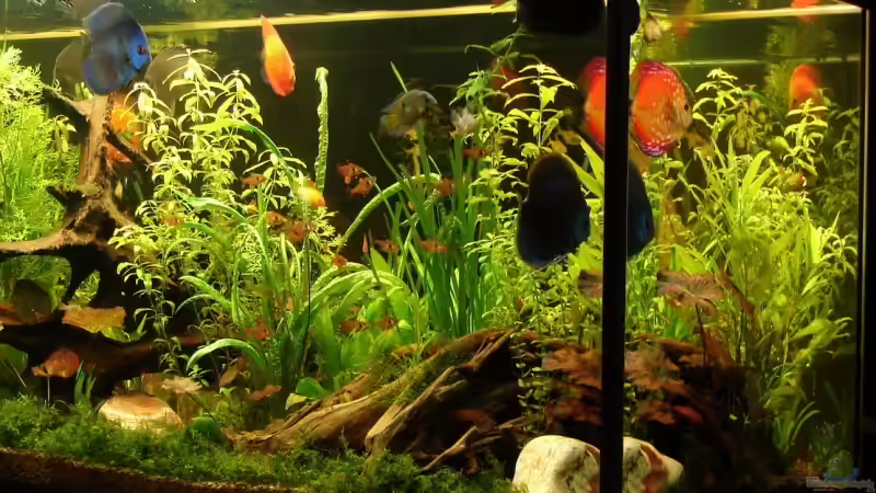 6 Wochen nach Bepflanzung von lod (6)