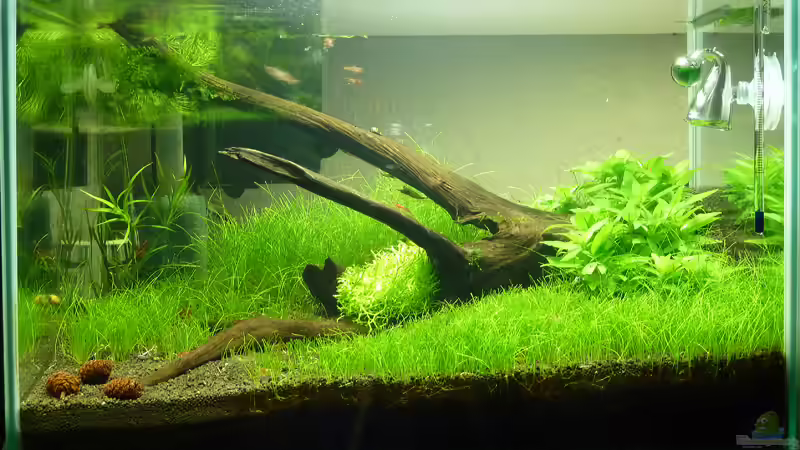 6 Wochen von Konzi (7)