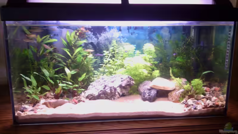 60 cm  von Papa Rainer (2)