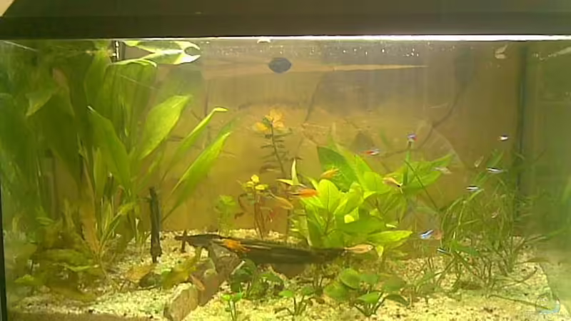 60 L Becken von Polaczek