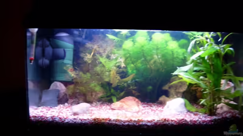 60 Liter Aufzuchtbecken von Anamorph (1)