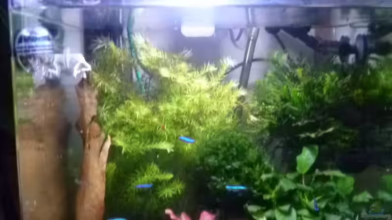 60 Liter Cube von garnelenhobby (2)