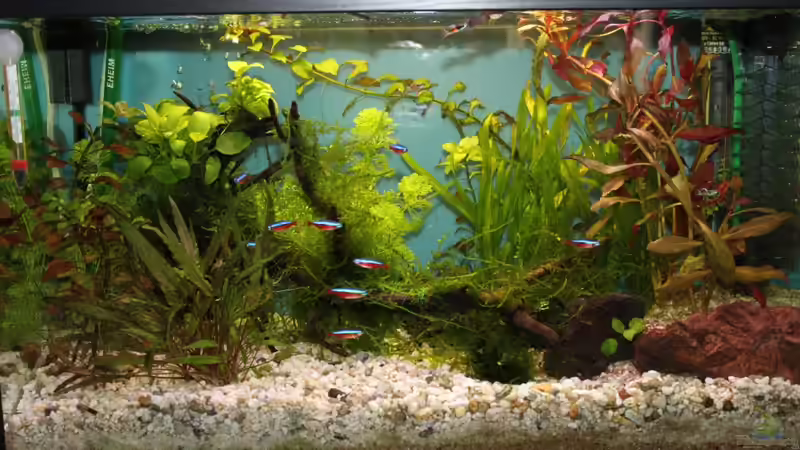 60 Liter Gesellschaftsbecken von Stefan F. (1)