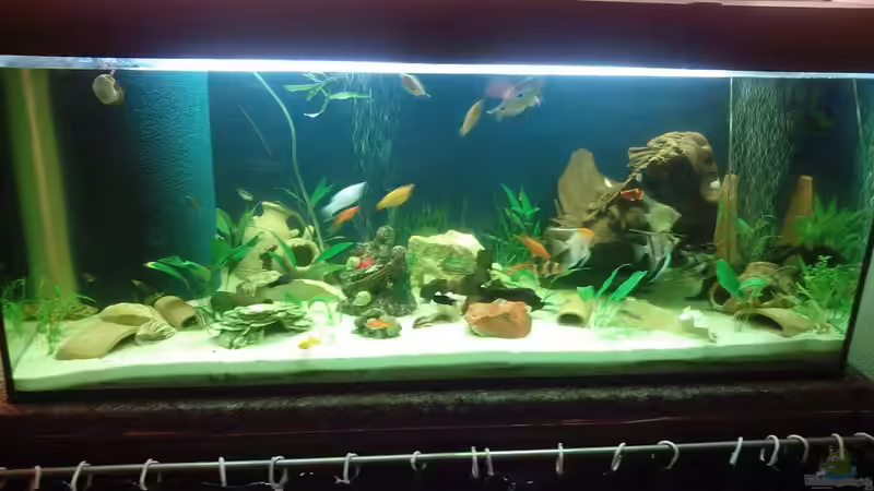 600 Ltr Becken von FloLP87