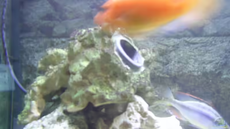 6000 l/h Stömungspumpe in Stream Rock (für gute Wasseroberflächenbewegung u. Strömung von Tobias Mann (8)