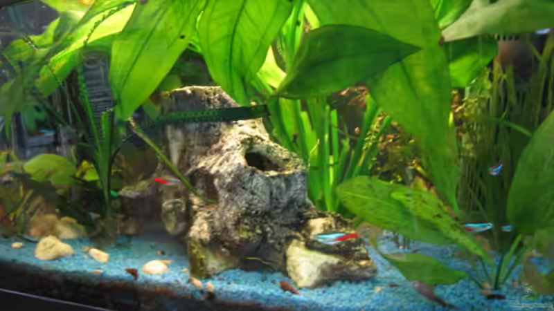 60cm Becken  von Thorsten Krause (1)