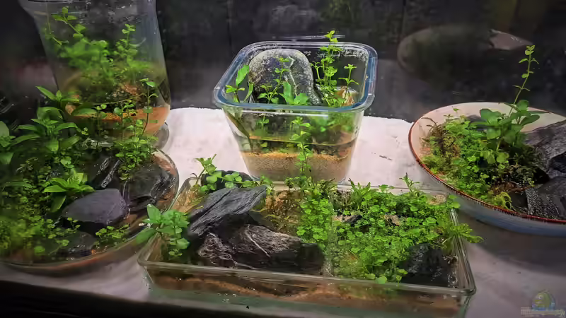 60cm Becken mit 5 Wabi Kusa Gefäßen von okefenokee (5)