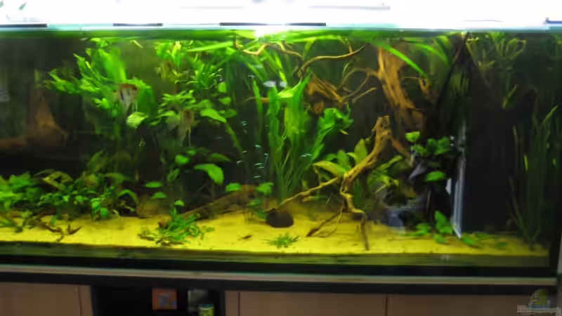 60cm große Echinodoren von Gerrit Buck (14)