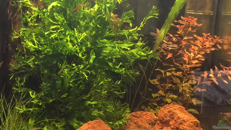 60er Cube Lava-Look von Felix Krause (1)