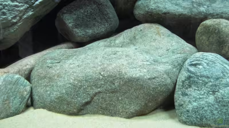 60kg kolloss (ist großer wie er außsieht) von Andre Walz (8)