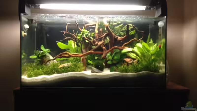60L Aquascape  von Daniel25 (2)