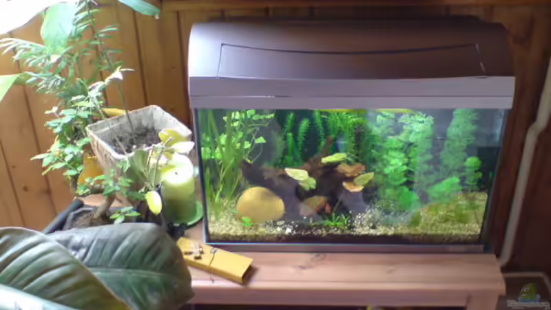 60l Aufzuchtbecken von Sebastian Jänsch (4)