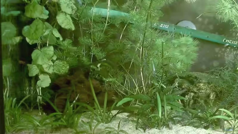 63l links von Jana Gelfort (3)