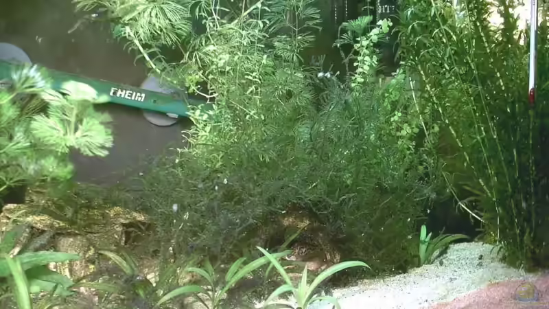 63l rechts von Jana Gelfort (2)