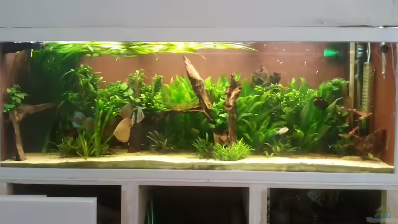650 L Holzaquarium von Lykos (1)
