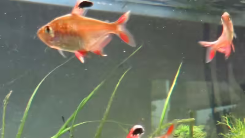 6von10 Schmucksalmlern von Skalarjoe (34)