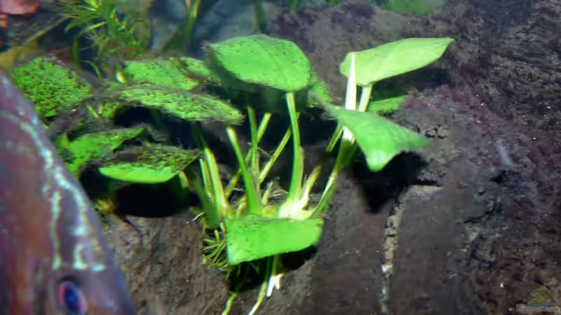 7.) Anubias barteri var. nana (Zwergspeerblatt) von Ravenclaw57 (17)