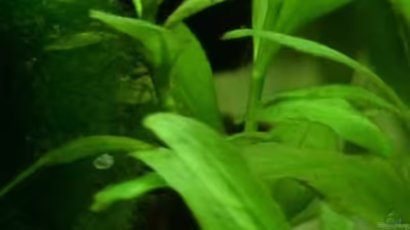 7. Indischer Wasserfreund von Daniela (10)