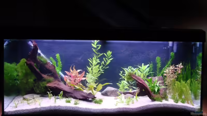 7. Juni 2009 von sharky81 (2)