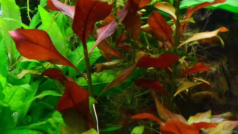 7. Kriechende Ludwigia von Daniela (12)