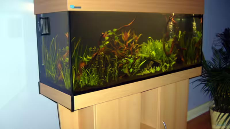 7. Tag von *angelfish* (3)