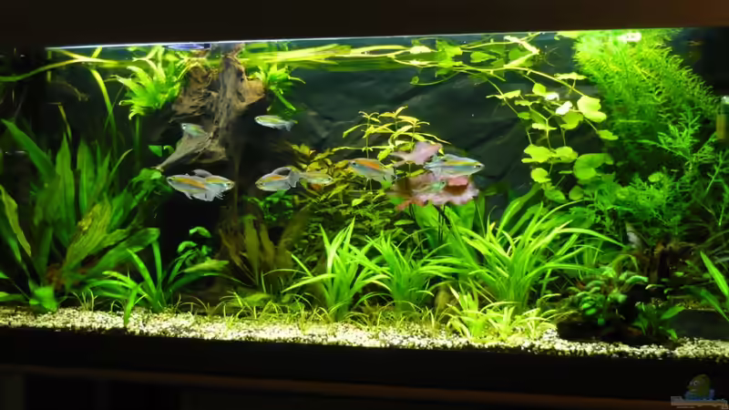 7.02.10 von Wels (6)