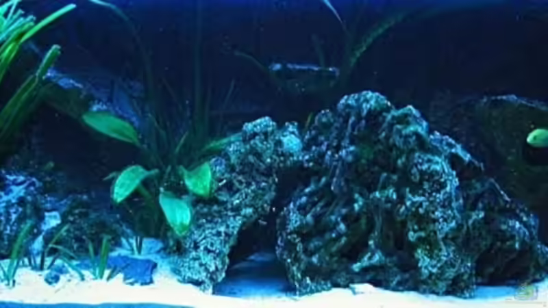 7.08.07 von Dennis V12 (6)