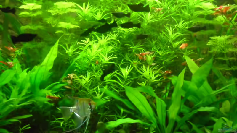 7.1.2011 von kleines becken (18)