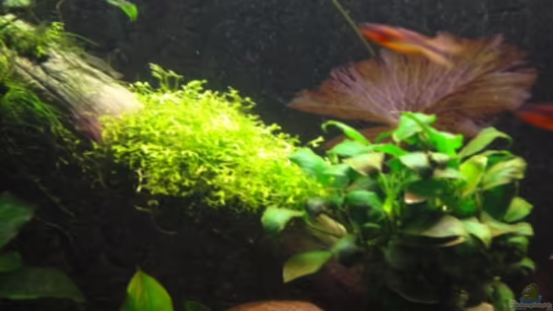 7.2.12 von Heiko Stracke (48)