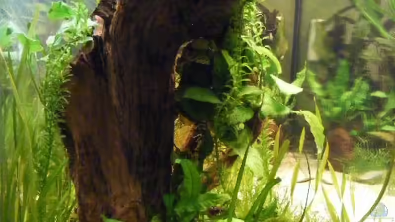 7.3.09 von Krätzchen (15)