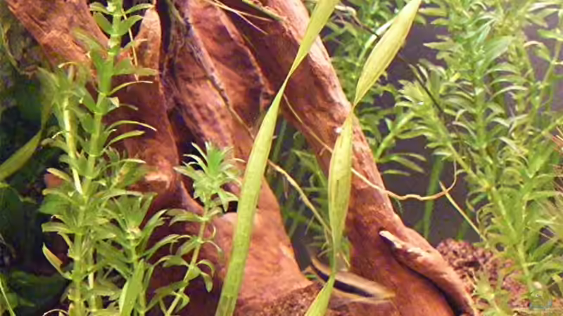 7.3.09 von Krätzchen (16)