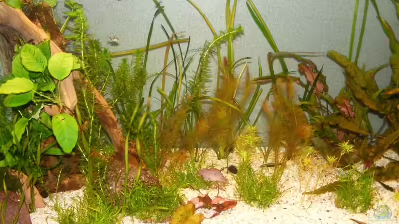 7.3.09 von Krätzchen (21)