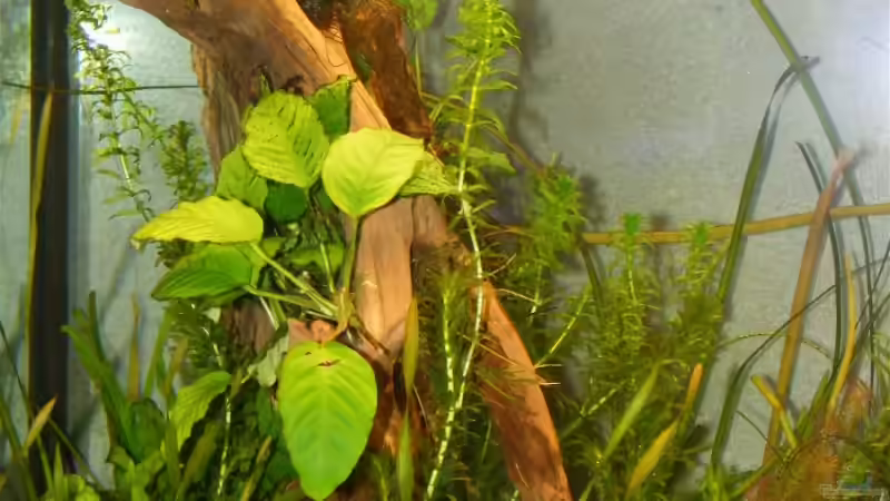 7.3.09 von Krätzchen (22)