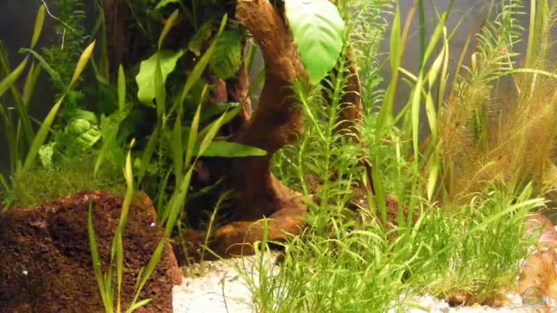 7.3.09 von Krätzchen (8)