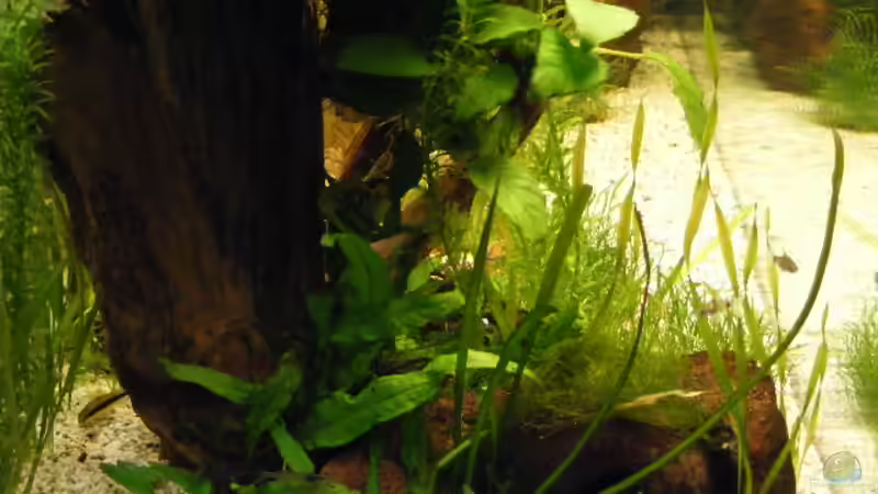 7.3.09 von Krätzchen (9)