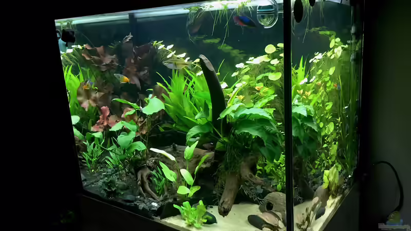 7.8.16 von moehriam (3)