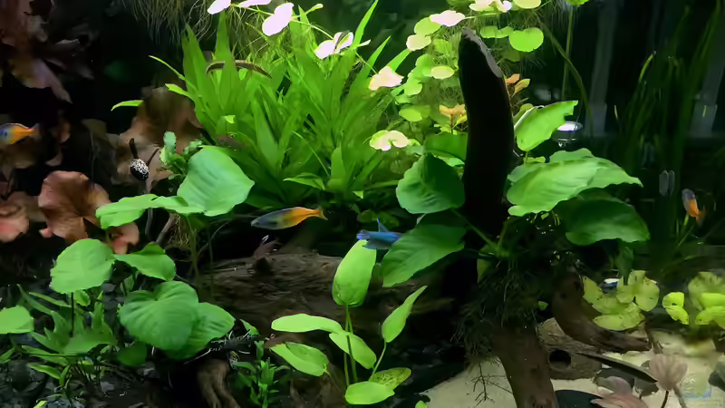 7.8.16 von moehriam (4)