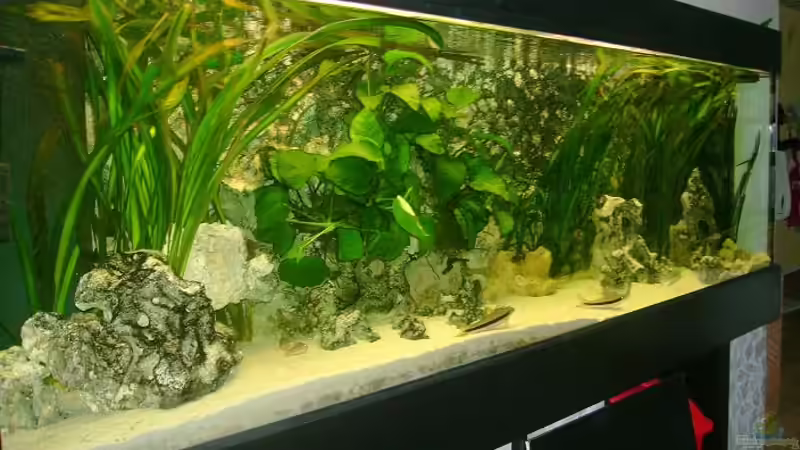 7 Monate später von Shark (10)