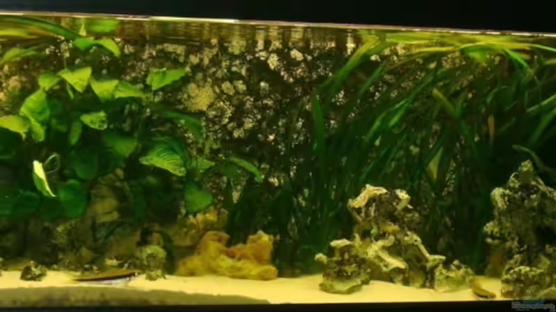 7 Monate später von Shark (5)