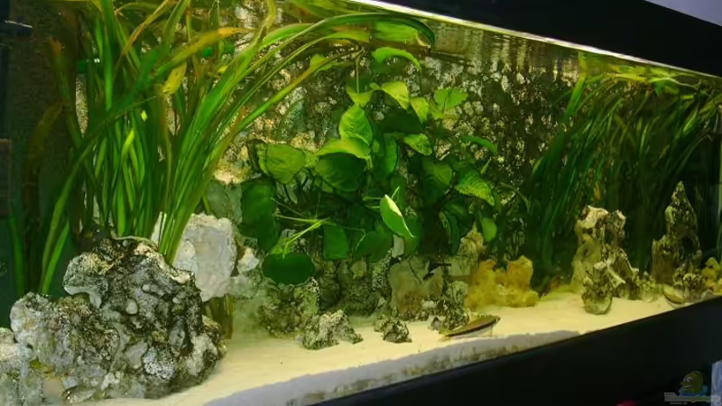 7 Monate später von Shark (6)