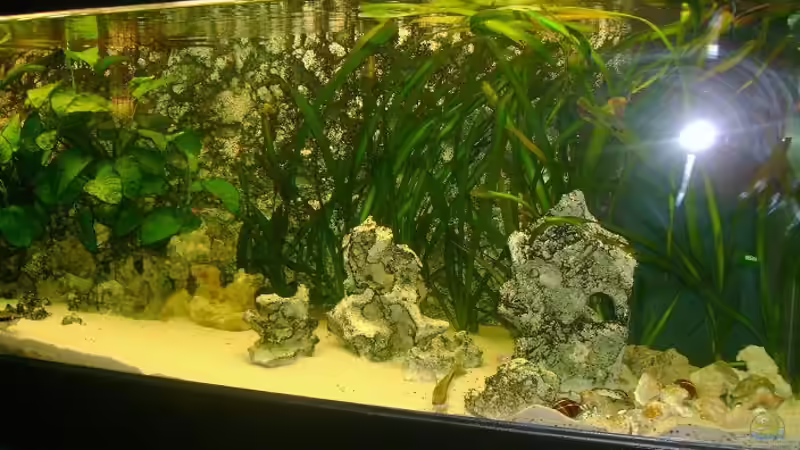 7 Monate später von Shark (7)