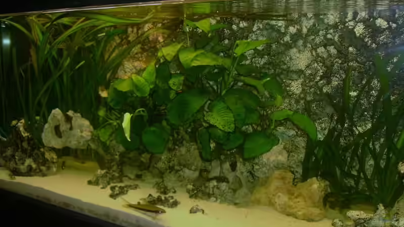 7 Monate später von Shark (8)