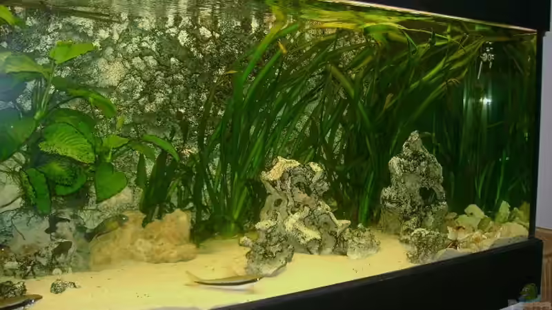 7 Monate später von Shark (9)