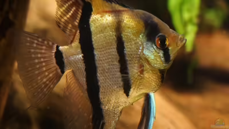 7 Skalar im Becken von Jonas B. (52)