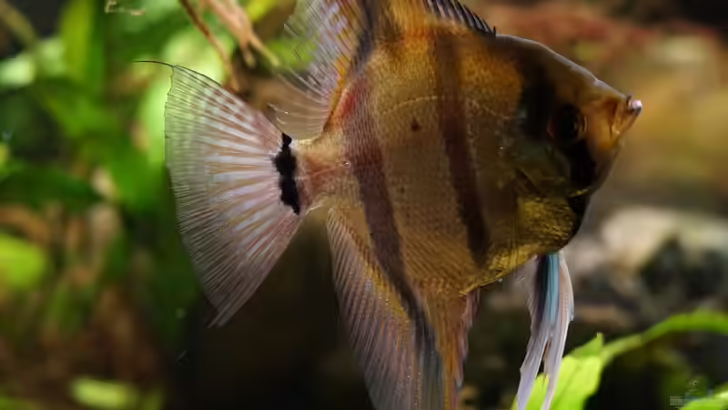 7 Skalar im Becken von Jonas B. (53)