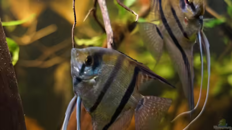 7 Skalar im Becken von Jonas B. (54)