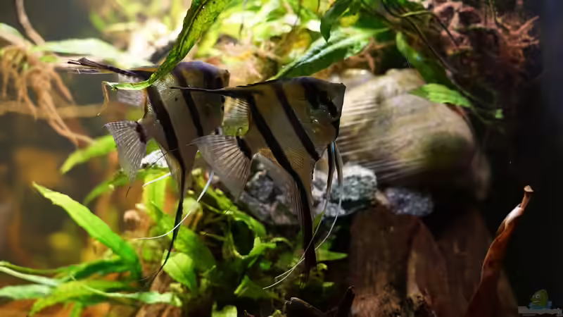 7 Skalar im Becken von Jonas B. (55)