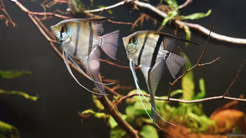 7 Skalar im Becken von Jonas B. (56)